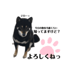 柴犬スタンプ、飼ってください。（個別スタンプ：16）