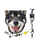 柴犬スタンプ、飼ってください。（個別スタンプ：22）