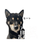 柴犬スタンプ、飼ってください。（個別スタンプ：24）