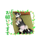 あびちゃんとなかまたち（個別スタンプ：4）