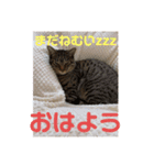 アラカリロ2（個別スタンプ：1）