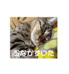 アラカリロ2（個別スタンプ：2）