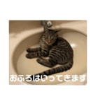 アラカリロ2（個別スタンプ：5）