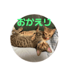 アラカリロ2（個別スタンプ：7）