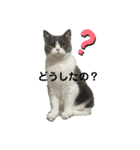 PALUBOU＆MOCA（個別スタンプ：3）