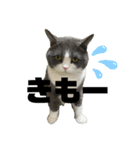 PALUBOU＆MOCA（個別スタンプ：38）