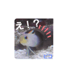 アクアリウムりんこ1（個別スタンプ：4）