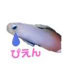 アクアリウムりんこ1（個別スタンプ：9）