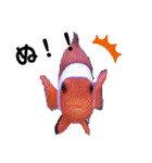 アクアリウムりんこ1（個別スタンプ：11）