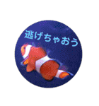 アクアリウムりんこ1（個別スタンプ：13）