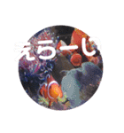 アクアリウムりんこ1（個別スタンプ：24）