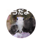 アクアリウムりんこ1（個別スタンプ：25）