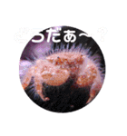 アクアリウムりんこ1（個別スタンプ：26）