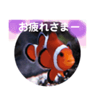アクアリウムりんこ1（個別スタンプ：37）