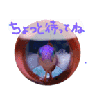 アクアリウムりんこ1（個別スタンプ：40）