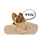 パピヨンのマロンちゃん3（個別スタンプ：1）