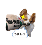 パピヨンのマロンちゃん3（個別スタンプ：3）