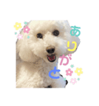 ふわころちゃん（個別スタンプ：3）