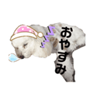 ふわころちゃん（個別スタンプ：8）