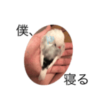 白文鳥 ビビ（個別スタンプ：1）