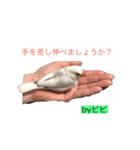 白文鳥 ビビ（個別スタンプ：2）