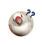白文鳥 ビビ（個別スタンプ：3）