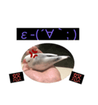 白文鳥 ビビ（個別スタンプ：4）