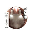 白文鳥 ビビ（個別スタンプ：5）