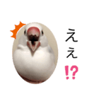 白文鳥 ビビ（個別スタンプ：6）