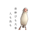 白文鳥 ビビ（個別スタンプ：7）