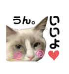かわいい、ねこの、みるく（個別スタンプ：1）