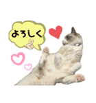 かわいい、ねこの、みるく（個別スタンプ：3）