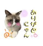 かわいい、ねこの、みるく（個別スタンプ：4）