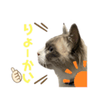 かわいい、ねこの、みるく（個別スタンプ：5）