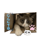 かわいい、ねこの、みるく（個別スタンプ：6）
