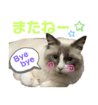 かわいい、ねこの、みるく（個別スタンプ：7）