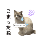 かわいい、ねこの、みるく（個別スタンプ：10）