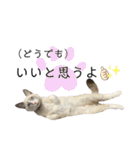 かわいい、ねこの、みるく（個別スタンプ：12）