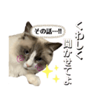 かわいい、ねこの、みるく（個別スタンプ：13）