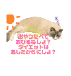 かわいい、ねこの、みるく（個別スタンプ：17）