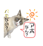 かわいい、ねこの、みるく（個別スタンプ：20）
