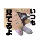 かわいい、ねこの、みるく（個別スタンプ：22）