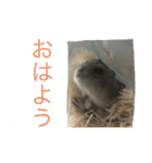 ジャンガリアンハムスターのミルクと太郎2（個別スタンプ：1）