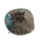 ジャンガリアンハムスターのミルクと太郎2（個別スタンプ：7）