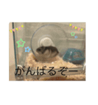ジャンガリアンハムスターのミルクと太郎2（個別スタンプ：8）