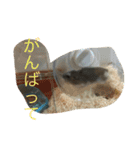 ジャンガリアンハムスターのミルクと太郎2（個別スタンプ：9）