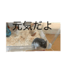 ジャンガリアンハムスターのミルクと太郎2（個別スタンプ：21）