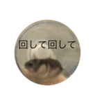 ジャンガリアンハムスターのミルクと太郎2（個別スタンプ：22）