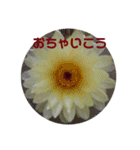 心なごむお花で一言（個別スタンプ：8）