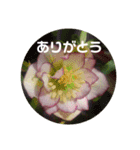 心なごむお花で一言（個別スタンプ：10）